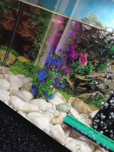 Akvariumlar: Tam komplekt akvarium seti - Şüşə akvarium, üst qapaqlı - Daxili — 10