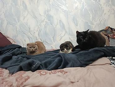 Pişiklər: Şotland — 21