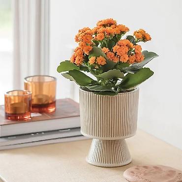 kala: Kalanxoe (Kalanchoe blossfeldiana) – saksı bitkisi - Rəngli, çoxlu — 2