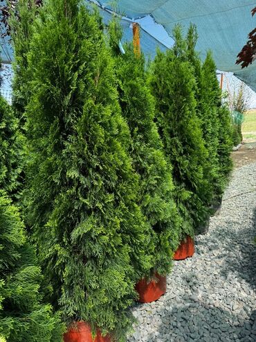 Декоративные деревья: Саженцы деревьев: Туи — 3