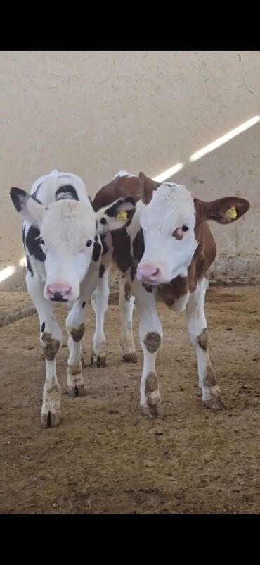 Dana, buzov: Məhsul: Dana (2 ədəd) Təsvir: - Cins tip: süd istiqamətli seleksiya – — 2