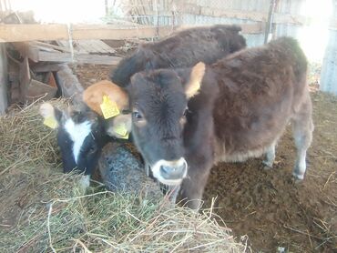 собаки доберманы: Сатам | Кунаажын, Музоо | Швиц | Бордоп семиртүү үчүн, Көбөйтүү үчүн | Жасалма уруктандырылган