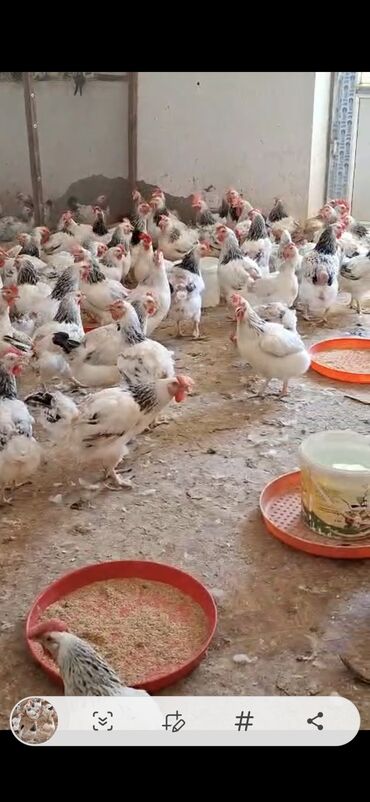 Balıqlar: Toyuq, Yumurtalıq, Ünvandan götürmə