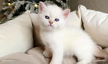 Pişiklər: Britan — 1