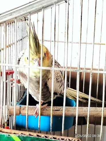 pulsuz heyvanlar verilir: Nymph quşları (Cockatiel) – cütlük, qəfəs və aksesuarlarla Məhsul — 4