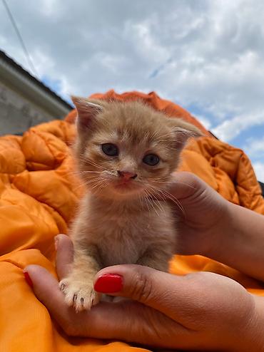 скотский рынок: Скотиш Страйт (Шотландская прямоухая), 2 месяца, Мальчик, Метис — 9