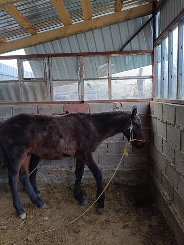 гидропонный корм: Эркек семиз тай сатылат at lalafo.kg гидропонный корм: Эркек семиз тай сатылат
