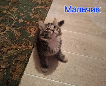 корм для кошек и котят: Мышык бекер берилет: Породасыз, 4 айлык, Ургаачы