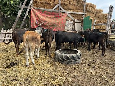 коровы дойные: Продаю | Бык (самец) | На откорм — 5