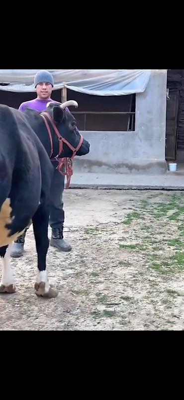 Inəklər, öküzlər: Südlük inək və balası - Cins: qara‑ağ (Holştin tipli) süd istiqamətli — 7