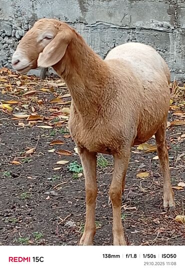 продажа баранов в бишкеке: Продаю | Ягненок | Арашан | Для разведения