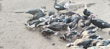 Ördəklər: Muscovy (barbar) ördəkləri – iri sürü - Rənglər: qara-yaşıl — 3