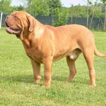 Psi: Stenci Bordoska doge vrhunske krvne linije na prodaju ostenjeni na lalafo.rs — 10 Psi: Stenci Bordoska doge vrhunske krvne linije na prodaju ostenjeni — 10