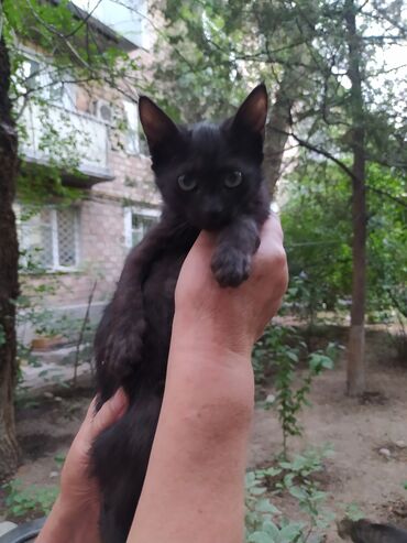 черепашьи яйца купить: Котята для удочерения один черного цвета, другой белый. Эти молодые