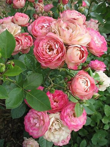 Другие садовые цветы и кустарники: Продаю саженцы РоЗ!!! Более 70 видов at lalafo.kg — 5 Другие садовые цветы и кустарники: Продаю саженцы РоЗ!!! Более 70 видов — 5