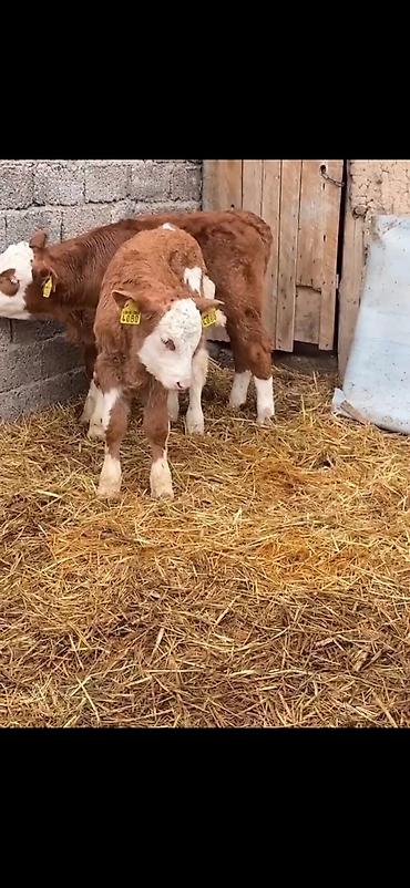 Dana, buzov: Iki ədəd erkek dana biri 2 aylıq biri 51 günlük ikisidə erkrkdi temiz — 13