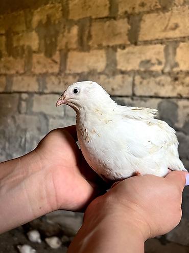 çin bıldırcını: Ağ bıldırcın – ət və yumurta istiqaməti - Cins: ağ (ingilis “Texas — 1