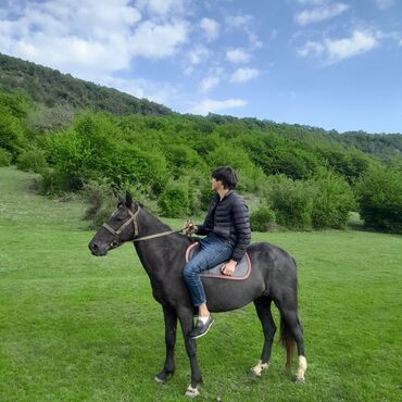 qarabağ atı satılır: Самка, лет: 7, Самовывоз