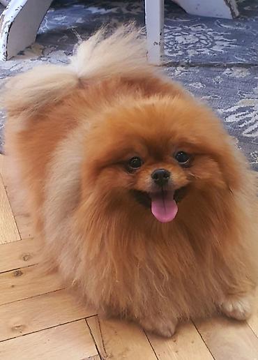 Psi: Pomeranian Star renomirana odgajivačnica pomeranaca iz Beograda je — 11