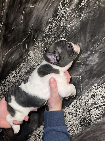 Psi: Francuski buldog štenci – merle i bele šare, plave oči - Rasa — 11