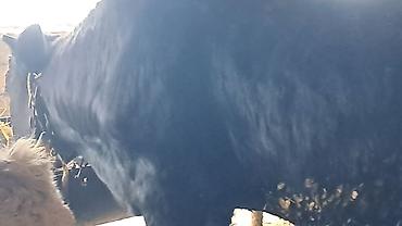 Inəklər, öküzlər: Iki baş cənginə satılır arpa və buğda yemi ilə bəslənib ikisində 460kq — 10