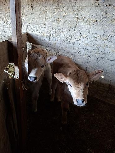 Коровы, быки: Продаю | Музоо, торпок | Искусственник — 5