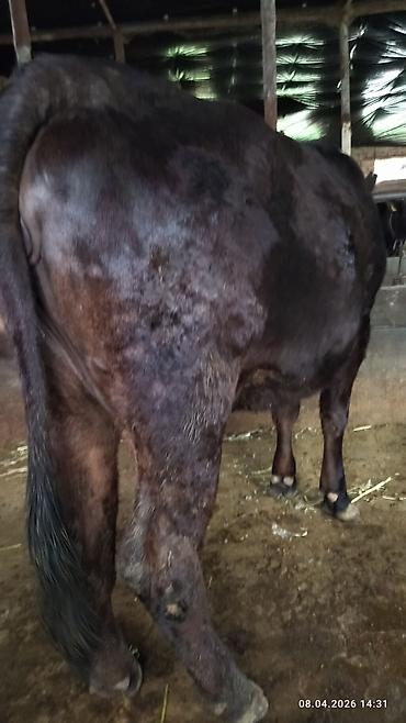 Коровы, быки: Продаю | Бык (самец) | На откорм — 11