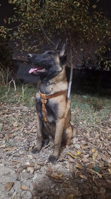 İtlər: Belçika çoban iti, 3 ay, Dişi, Pulsuz çatdırılma — 10