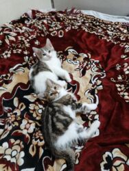 Pişiklər: Türk anqora, Dişi, Yaxşı əllərə, Ünvandan götürmə -da lalafo.az — 27 Pişiklər: Türk anqora, Dişi, Yaxşı əllərə, Ünvandan götürmə — 27