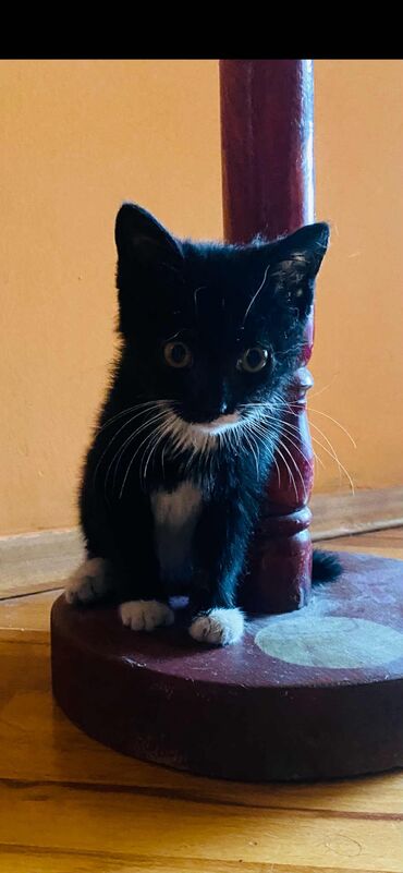 котёнка в добрые руки: Самка, В добрые руки, Самовывоз