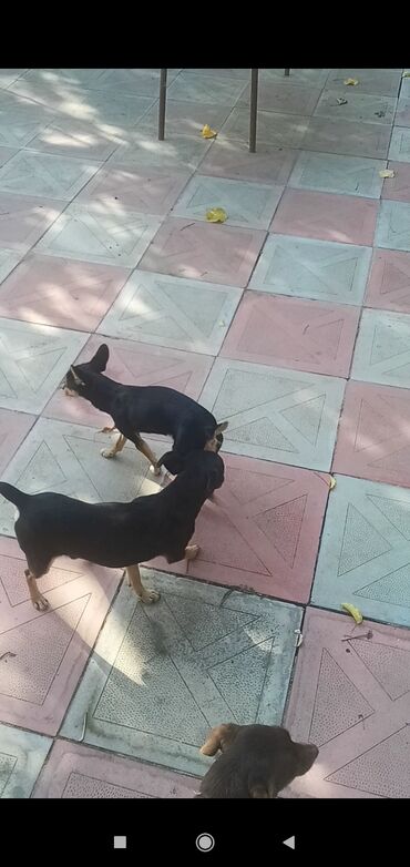 İtlər: 2 ay, Erkek, Peyvəndli, Pulsuz çatdırılma, Ödənişli çatdırılma, Rayonlara çatdırılma — 4