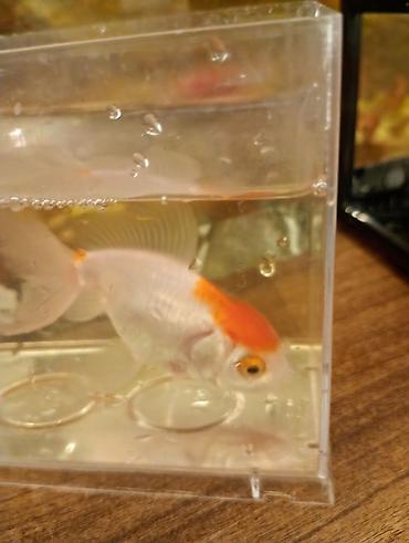 Balıqlar: Oranda, Sülhsevər — 1