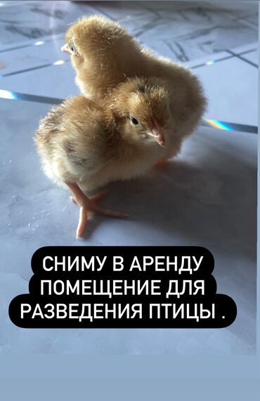дом село ленинский: 35 м², 2 комнаты