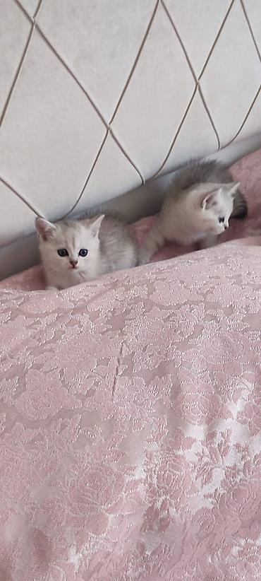 Pişiklər: Şinşilla — 10