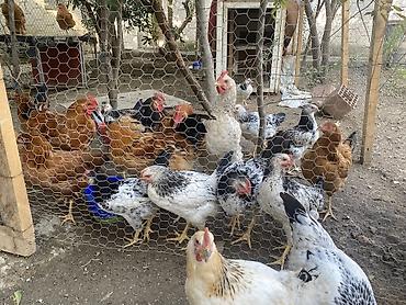 gəncə toyuq satan: Böyüklər 2kq 15 manat Balacalar 10 manat Təmiz Kənd Xoruzlarıdı — 2