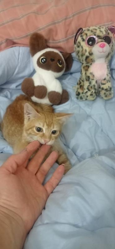 Отдаю котенка в добрые руки. Мальчик, ему три месяца. привит