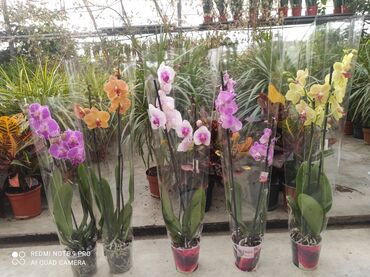 Otaq bitkiləri: Her rengde hediyyelik orxideyalarin sifarisini bizden ede bilersiniz