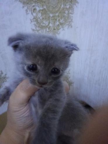 Pişiklər: Erkək, Dişi — 7