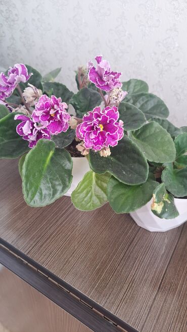 комнатные растения цветы: Махровые фиалки срочно