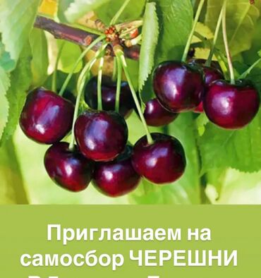 малина 1 кг цена: Черешня Оптом, Самовывоз