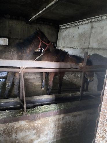 Лошади, кони: Продаю | Кобыла (самка) | Рабочий | Мерин — 10