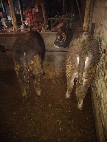 Коровы, быки: Продаю | Бык (самец) | Полукровка | На откорм | Привязанные — 18