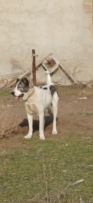 İtlər: Qurdbasar, 1 il, Erkek, Peyvəndli, Pulsuz çatdırılma — 11