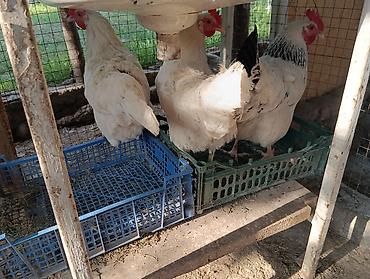 куры живые: 🐣 Продаются крепкие домашние цыплята (помесь отличных пород)Продаю — 10