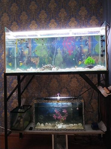 akvarium satışı: 1m 3sm uzunu,37en,hundurluk 43 sm akvarium 200litrlik, awagidaki — 3