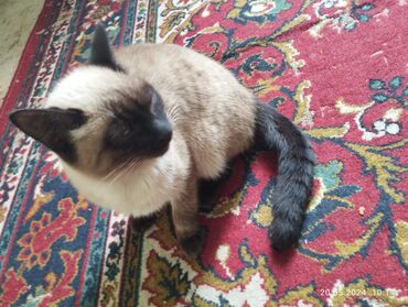 шотландский прямоухий кот: Продаю в хорошие добрые руки! умного милого котенка зовут Мурка связи
