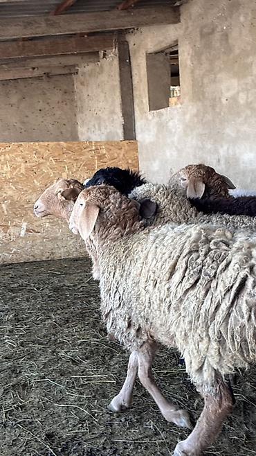 Баран, овца: Продаю | Овца (самка) | Для разведения | Матка — 3
