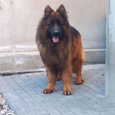 İtlər: Alman çoban iti, 1 ay, Erkek — 9