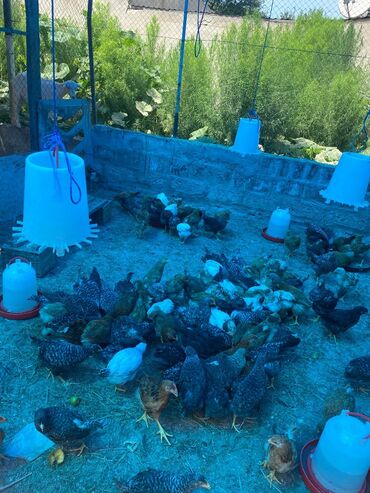 Cücələr: Toyuq, Yumurtalıq