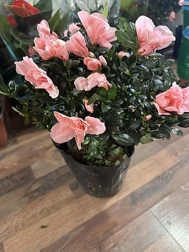 цветок азалия: Азалия комнатная, куст в горшке - Вид: Rhododendron simsii (азалия — 1